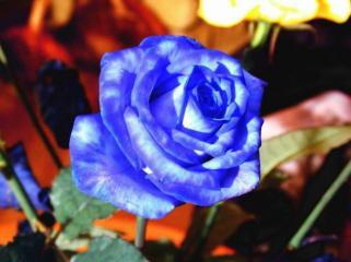 la flamme qui brule en moi