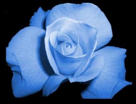 ma rose pr�f�r�